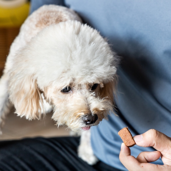 veterinarian uses a stethoscope to check a dog