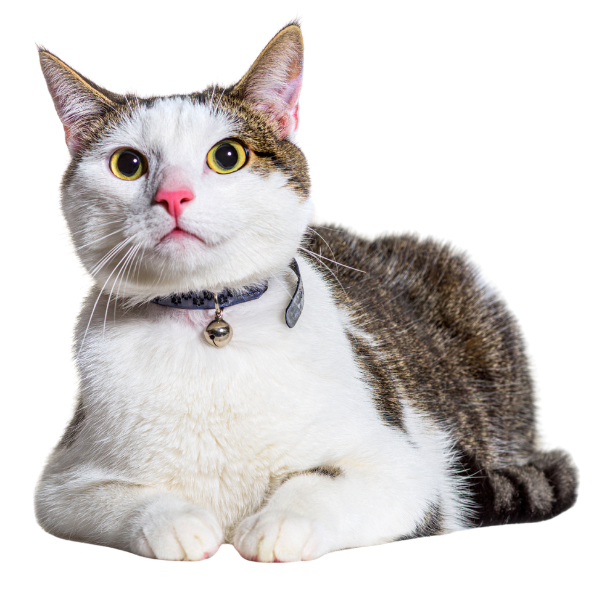 A white and tabby cat