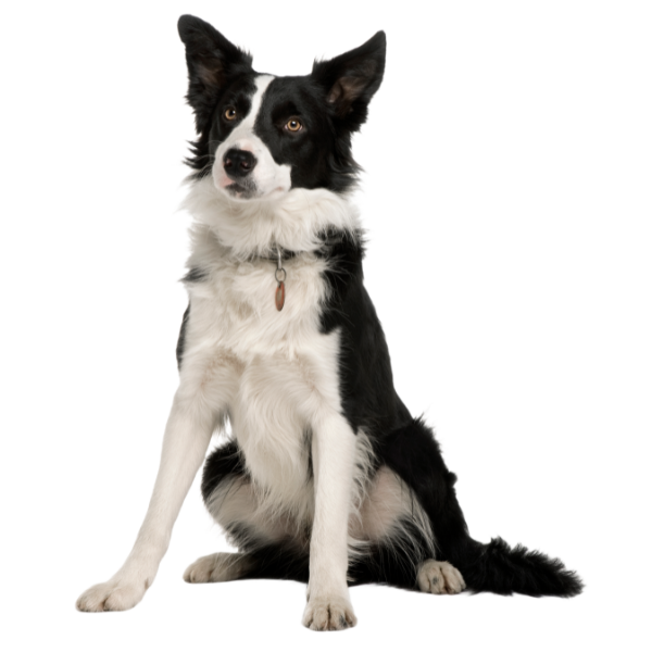 Alert Border Collie sitting calmly