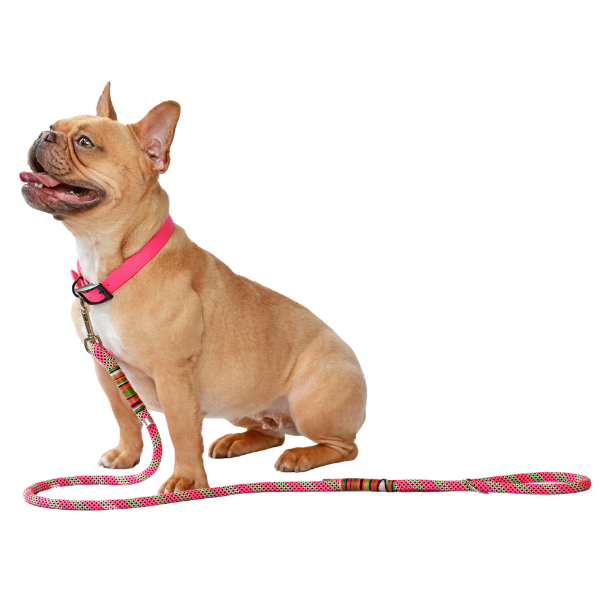 Fawn French Bulldog with a pink collar