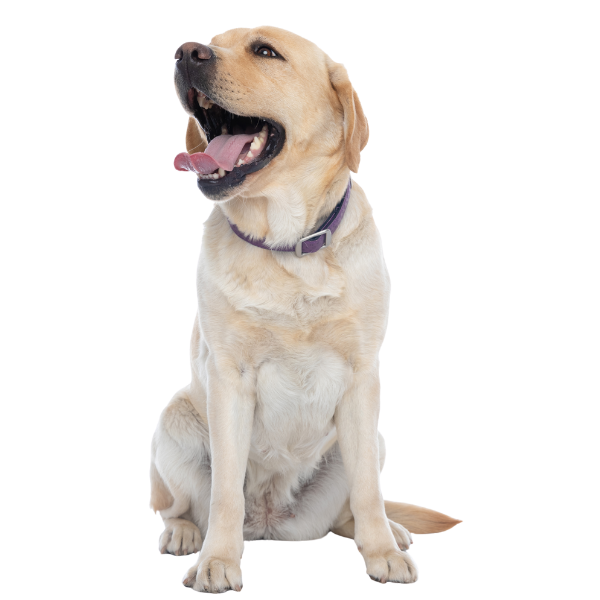 A white and tabby cat