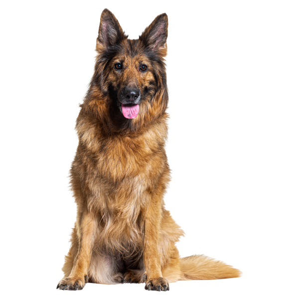 Alert Border Collie sitting calmly