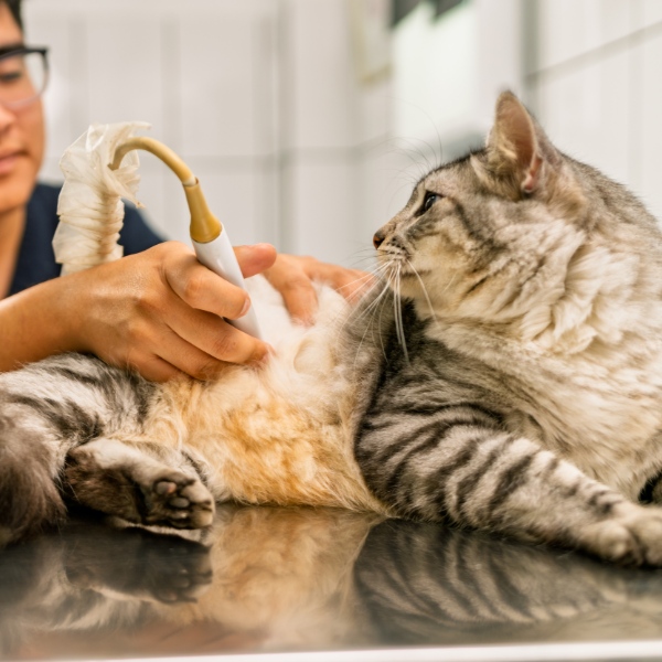 Veterinarian using an ultrasound on a gray cat