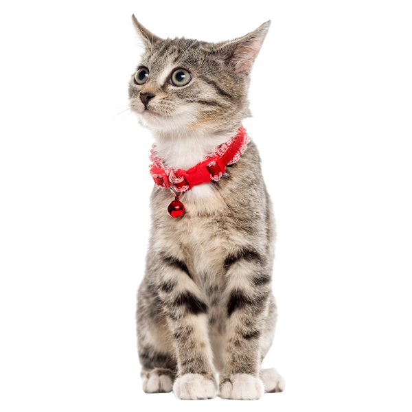 cute gray tabby cat with wide eyes