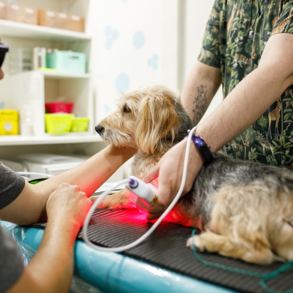 dog calmly receives laser therapy on a vet's table