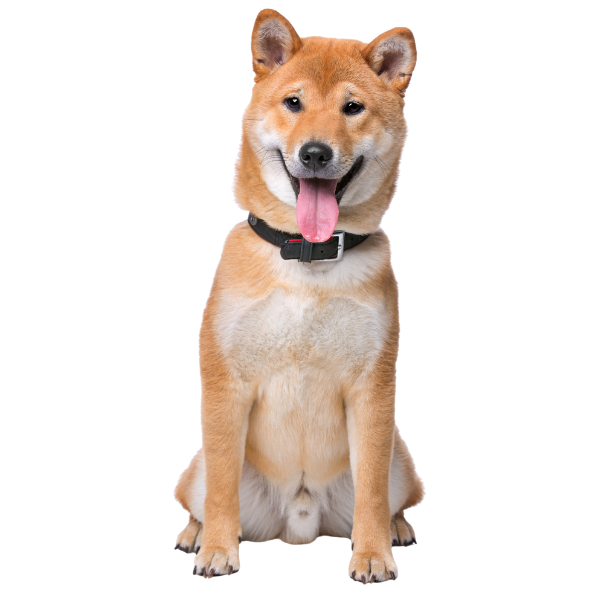 A white and tabby cat