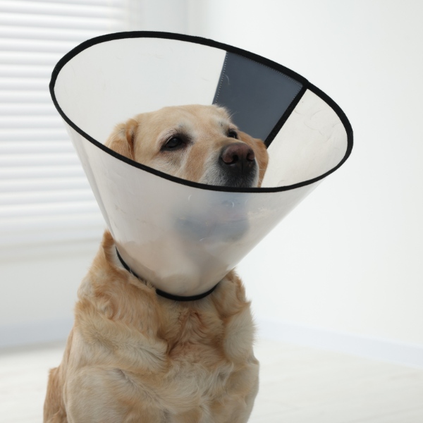 dog wears surgical cone