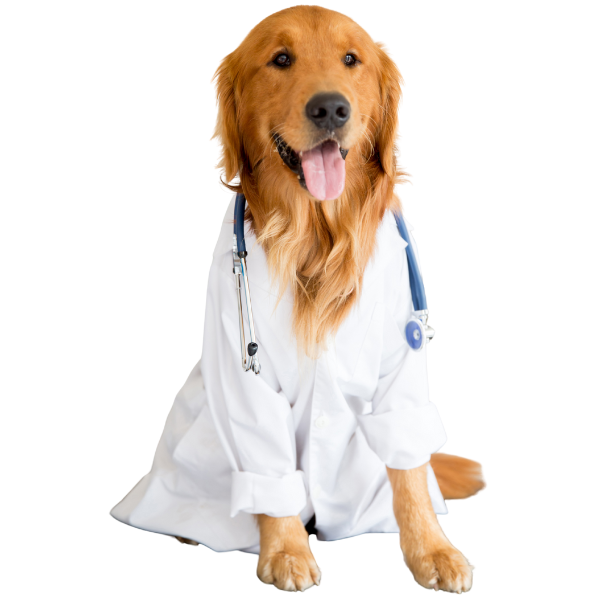 dog wears white coat
