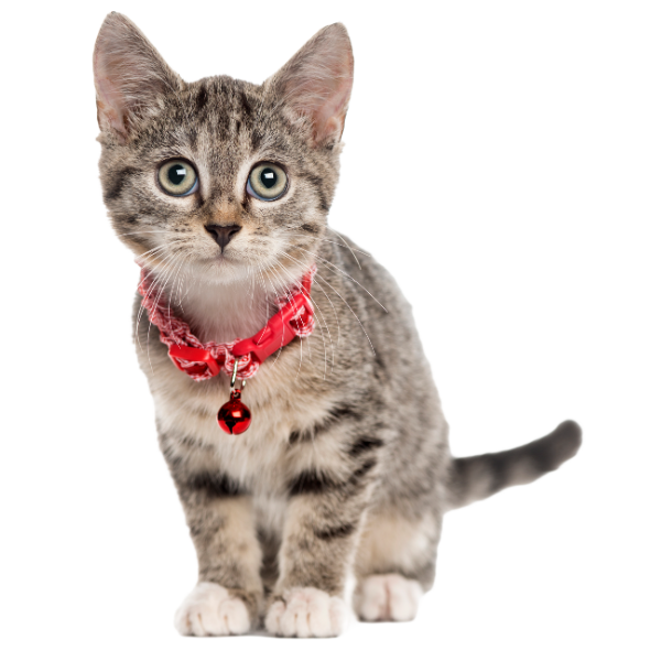 Alert Border Collie sitting calmly