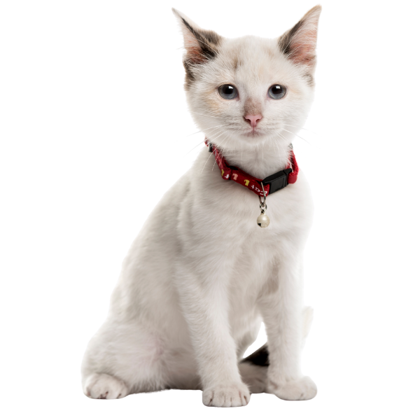 small white kitten with dark markings