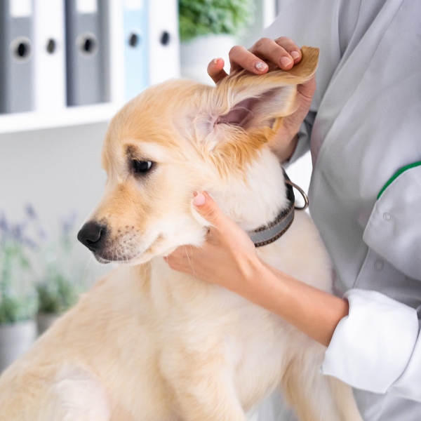 vet checking dog ear