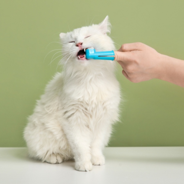 vet cleaning cat teeth