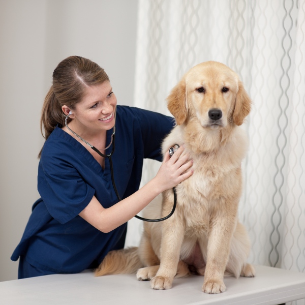 veterinarian uses a stethoscope to check a dog