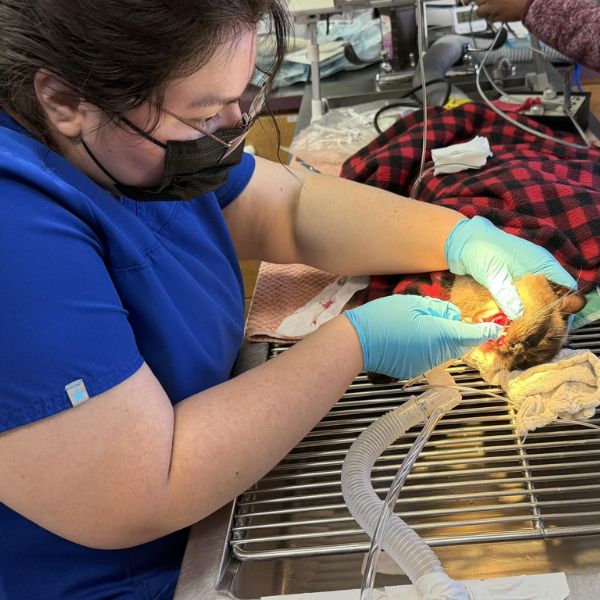 vet staff doing dental procedure for a pet