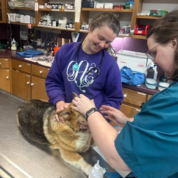 vet and staff examining a dog