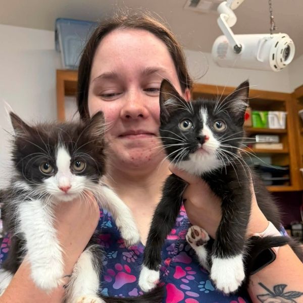 a vet staff in colorful scrubs holds two adorable black-and-white kittens