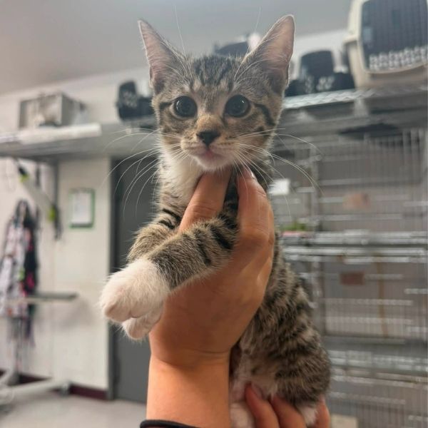 Tabby kitten with wide eyes is gently held up in a hand