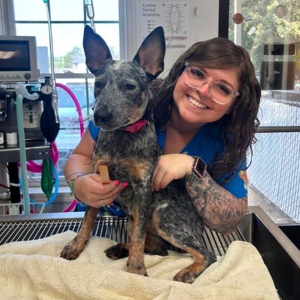 a vet staff hugs a pointy-eared dog on a exam table