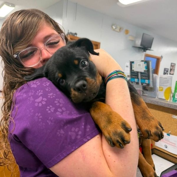 a vet staff cuddles a black-and-tan puppy in a clinic